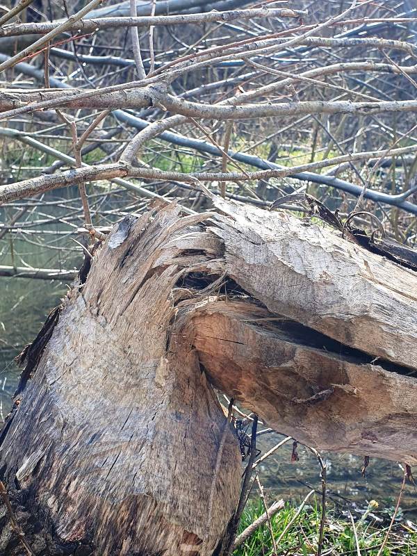 Foto- video. Descoperire de senzație: castorii au revenit și au “casă“ în aval de barajul Bicaz