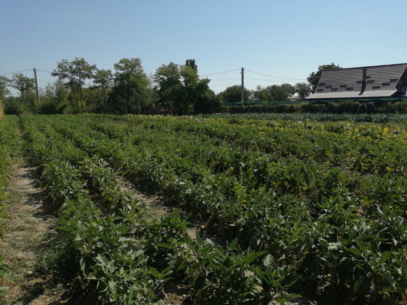 Premieră cu familia Mihăilă: Brunch la o fermă de legume din Neamț!