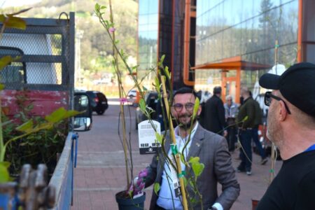 Primăria Piatra Neamț: „Primele magnolii au ajuns la Asociațiile de proprietari”