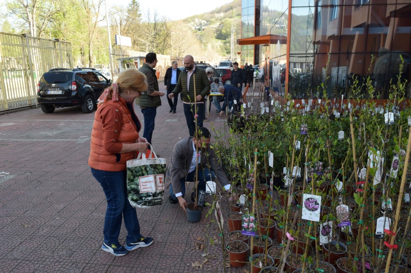 Primăria Piatra Neamț: „Primele magnolii au ajuns la Asociațiile de proprietari”