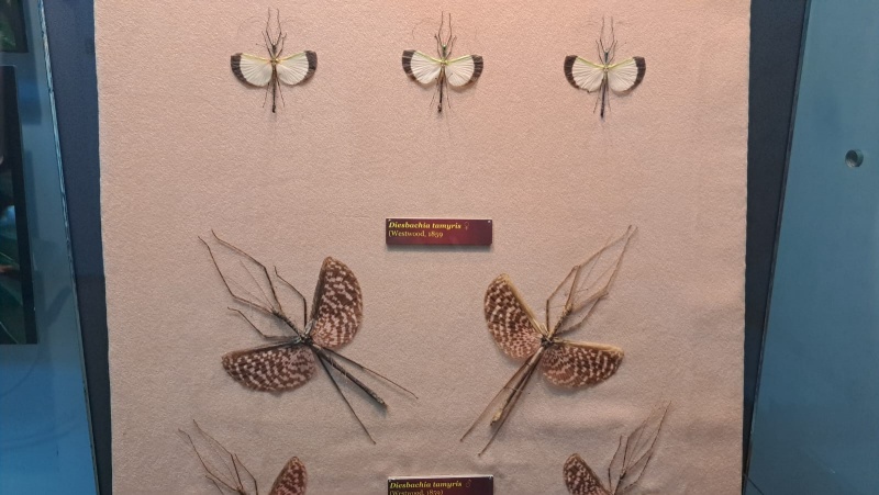 VIDEO. FOTO. Expoziție deosebită la Muzeul de Științe Naturale Piatra Neamț: „Fasmidele &#8211; curiozități ale naturii”