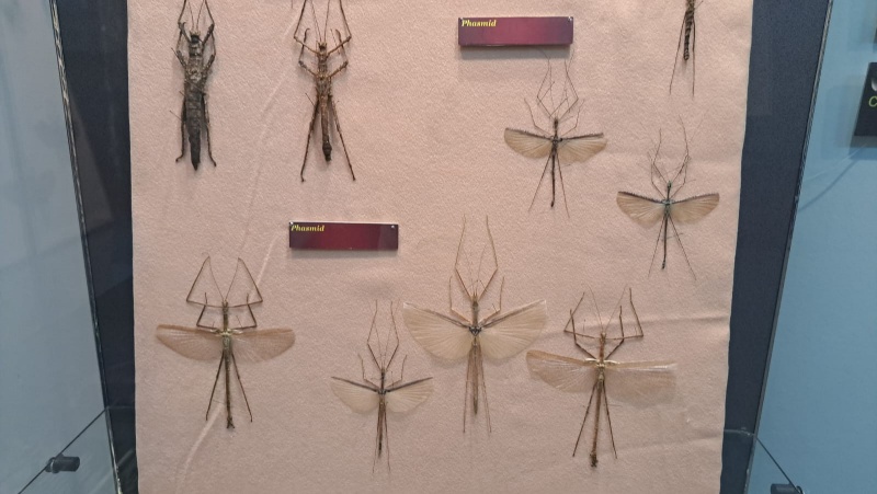 VIDEO. FOTO. Expoziție deosebită la Muzeul de Științe Naturale Piatra Neamț: „Fasmidele &#8211; curiozități ale naturii”