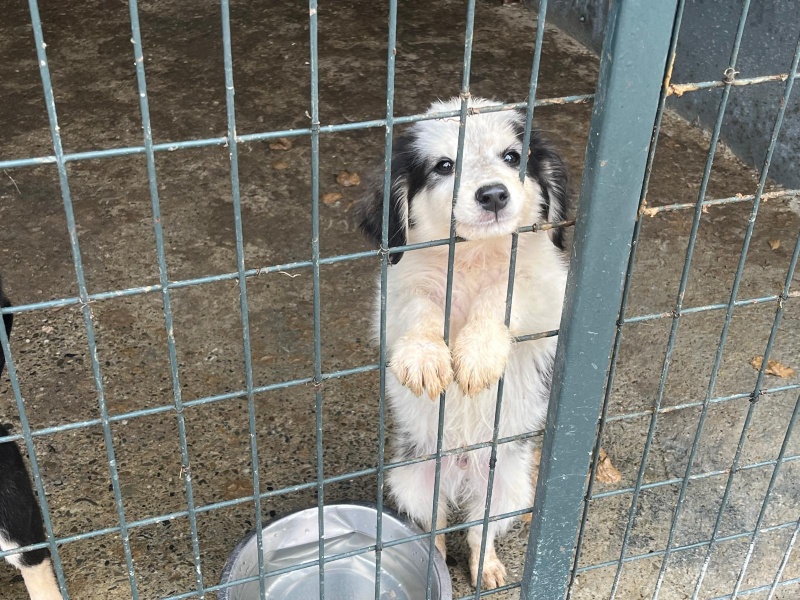 VIDEO. Ziua Internațională a Animalelor sărbătorită la Piatra-Neamț WhatsApp Image 2024 10 04 at 14.09.10 1
