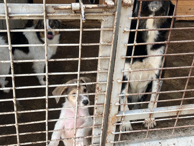 VIDEO. Ziua Internațională a Animalelor sărbătorită la Piatra-Neamț 8 WhatsApp Image 2024 10 04 at 14.09.10 3