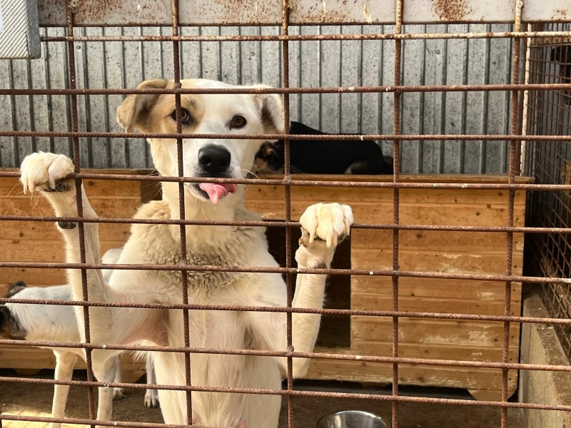 VIDEO. Ziua Internațională a Animalelor sărbătorită la Piatra-Neamț 7 WhatsApp Image 2024 10 04 at 14.09.10 4