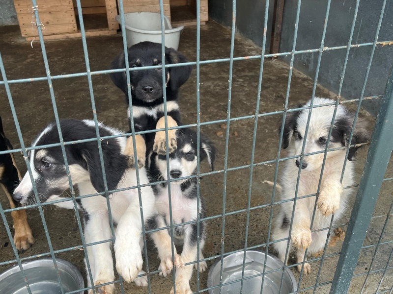 VIDEO. Ziua Internațională a Animalelor sărbătorită la Piatra-Neamț 6 WhatsApp Image 2024 10 04 at 14.09.10