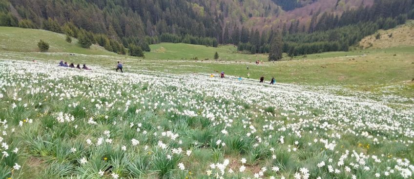 Pribeag prin România / Poiana Narciselor