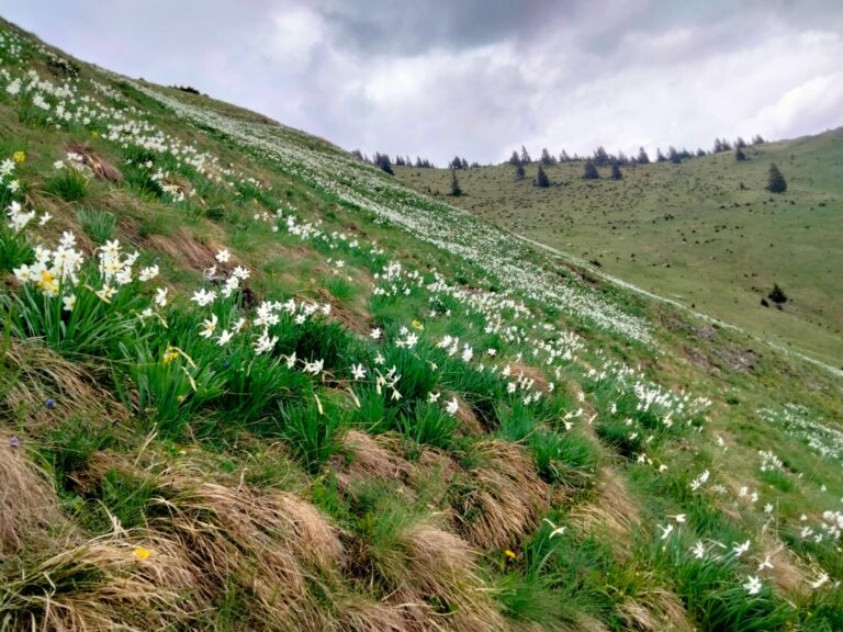 Poiana Narciselor