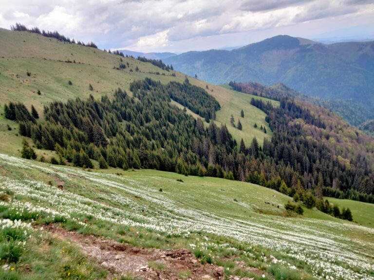 Poiana Narciselor-Vârful Saca-Munții Rodnei