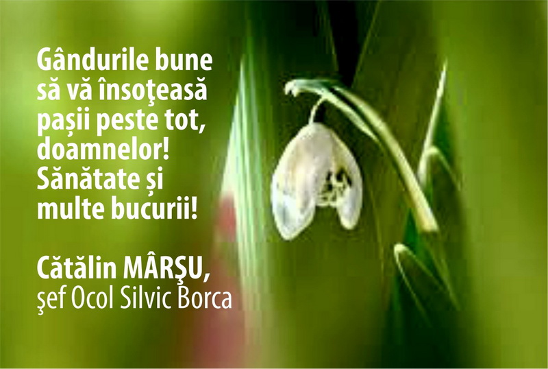 ocol silvic borca resize