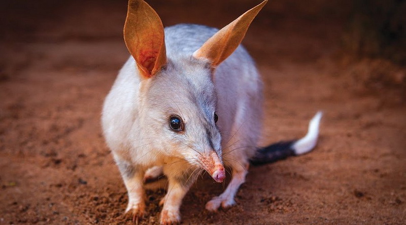 bilby