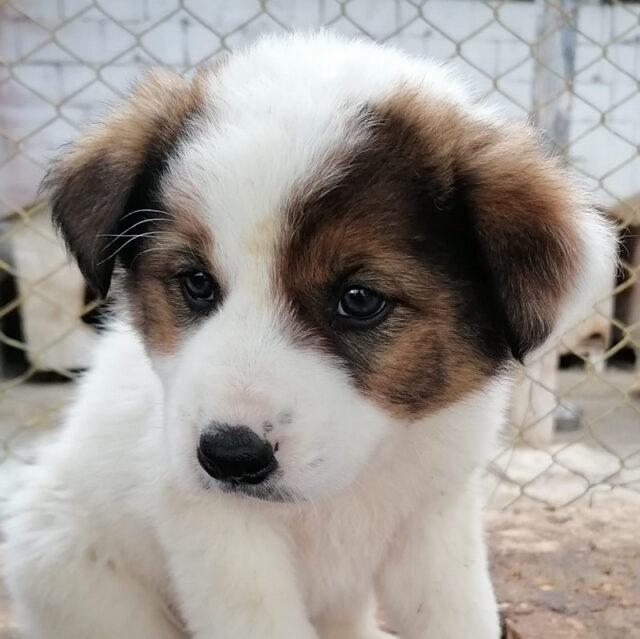salubritas targ de adoptii 3