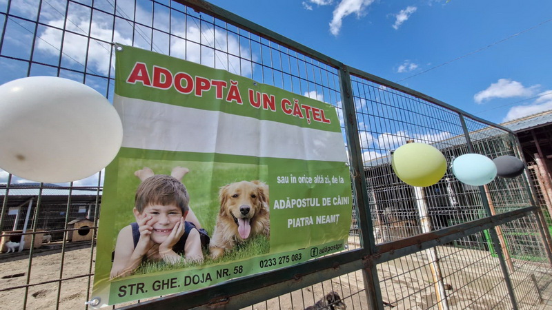 salubritas targ de adoptii 5