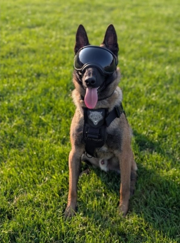 Loki câine polițiest IPJ Neamț