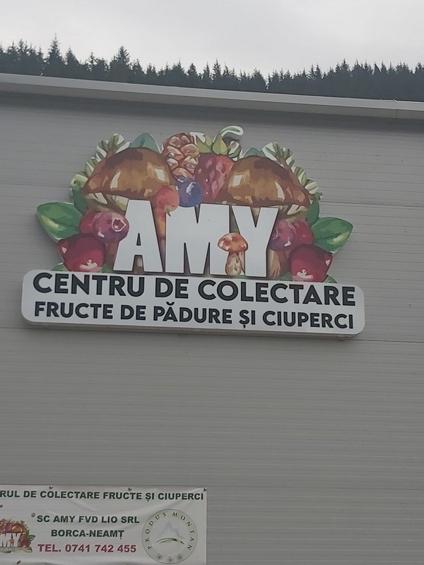 amy fructe de padure 10 resize