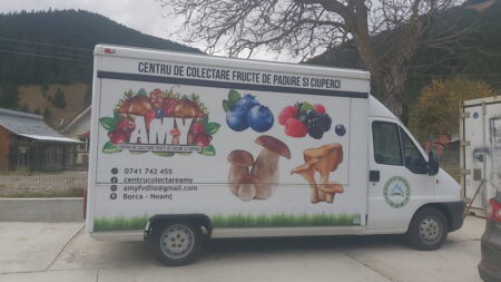 amy fructe de padure 11 resize