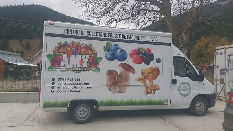 amy fructe de padure 11 resize