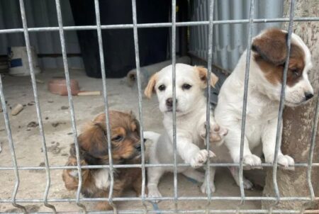 Planuri mari : adăpost pentru animale fără stăpân de 3 milioane de euro în Piatra-Neamț