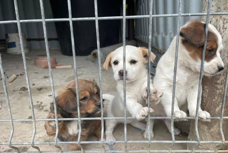 Planuri mari : adăpost pentru animale fără stăpân de 3 milioane de euro în Piatra-Neamț