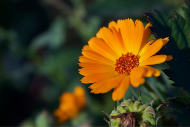 Floare