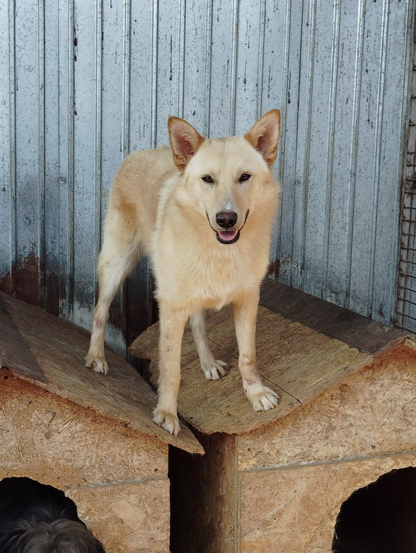 Salubritas: „Adoptă un suflet, schimbă o viață!” 1 salubritas foto 10 resize