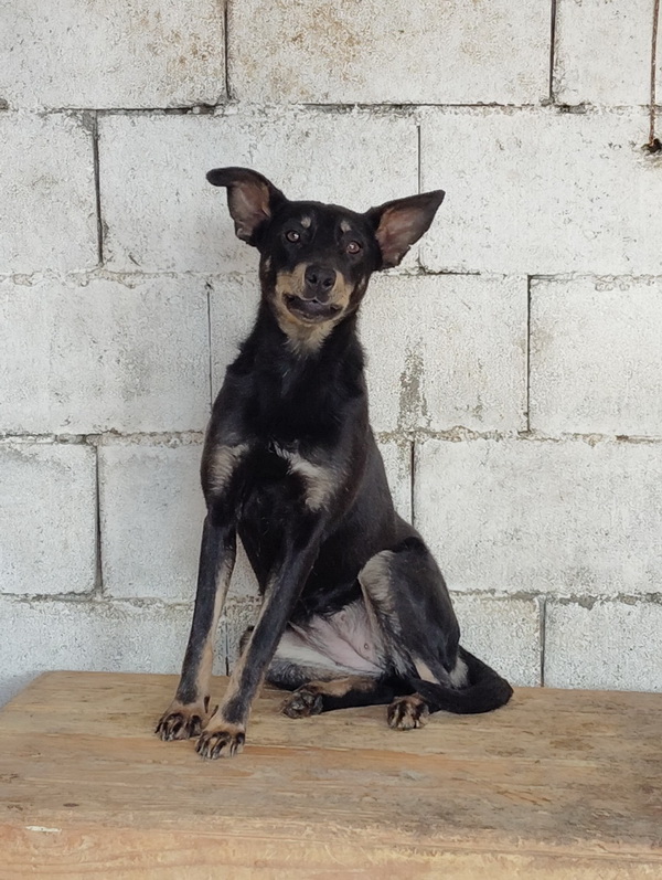 Salubritas: „Adoptă un suflet, schimbă o viață!” 10 salubritas foto 1 resize