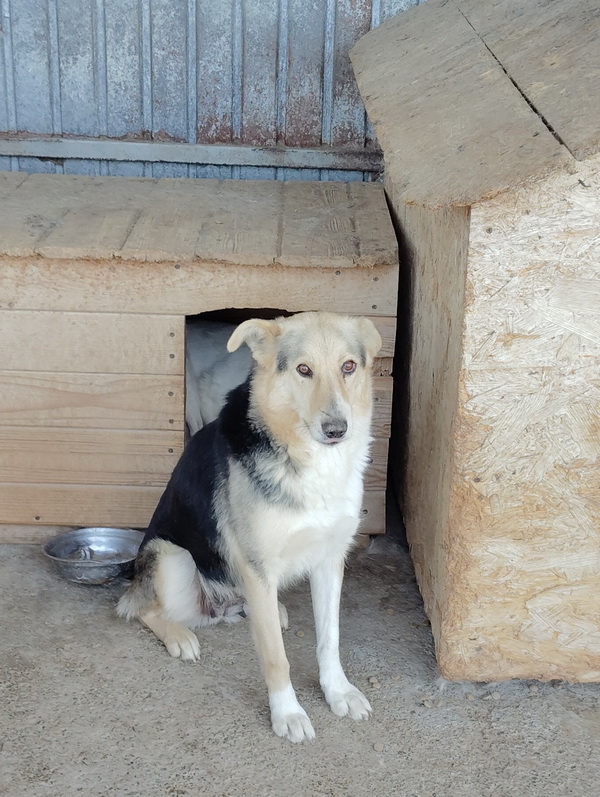 Salubritas: „Adoptă un suflet, schimbă o viață!” 9 salubritas foto 2 resize