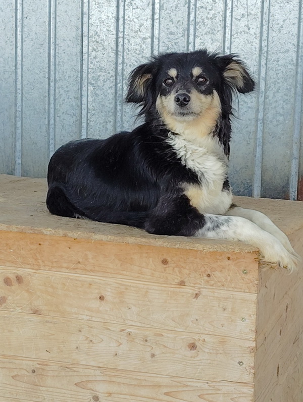 Salubritas: „Adoptă un suflet, schimbă o viață!” 8 salubritas foto 3 resize