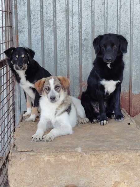 salubritas foto 5 resize