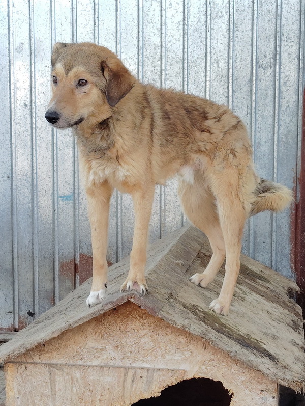 Salubritas: „Adoptă un suflet, schimbă o viață!” 5 salubritas foto 6 resize