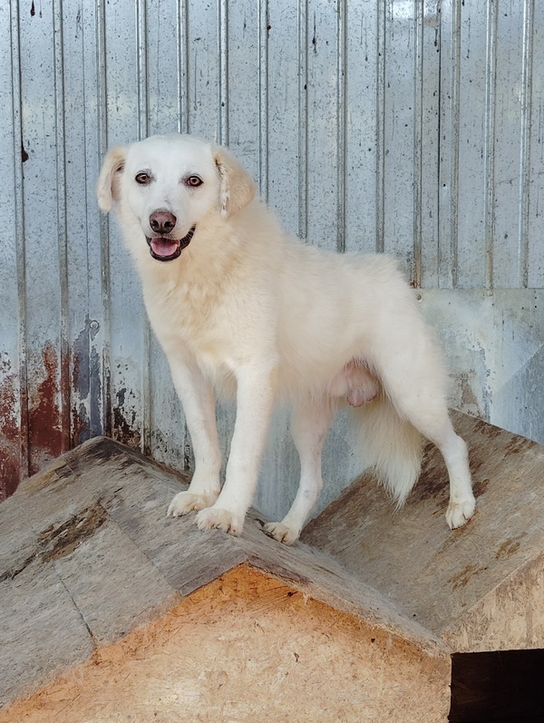 Salubritas: „Adoptă un suflet, schimbă o viață!” 4 salubritas foto 7 resize