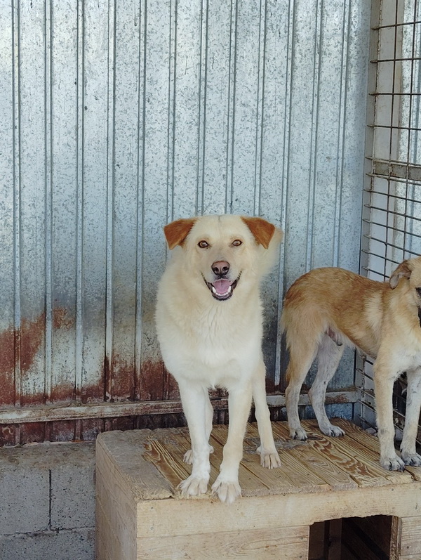 Salubritas: „Adoptă un suflet, schimbă o viață!” 3 salubritas foto 8 resize