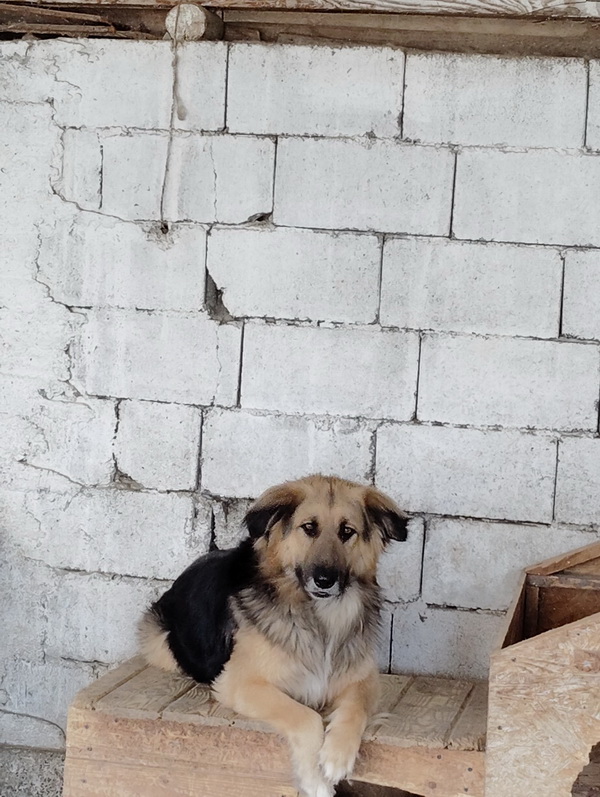 Salubritas: „Adoptă un suflet, schimbă o viață!” 2 salubritas foto 9 resize