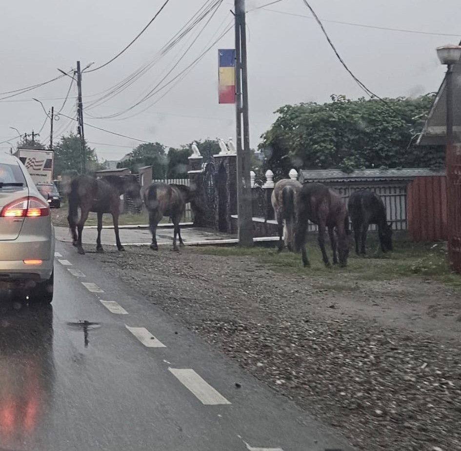 Foto - video. Accident cu cai pe drumul național care traversează comuna Vânători-Neamț 2 cai copie