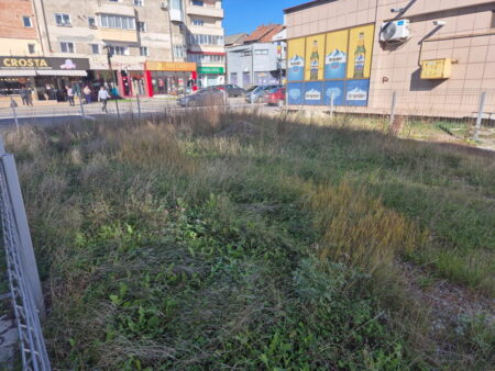 De toate pentru toți, din Neamț / Bălării ”liberale” în buricul Târgului balarii pnl 2 resize
