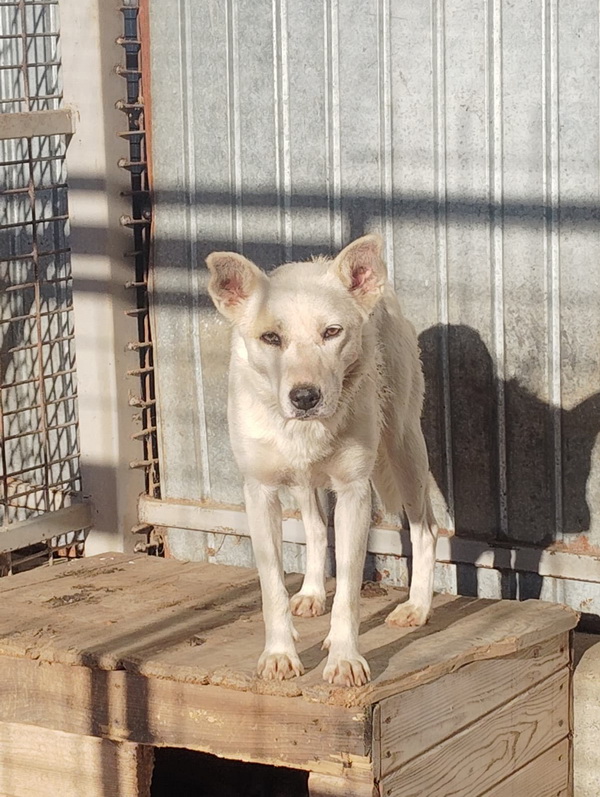 Salubritas: „Adoptă un suflet, schimbă o viață!” 10 02 resize