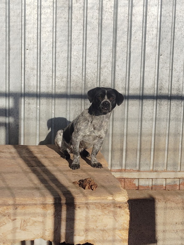 Salubritas: „Adoptă un suflet, schimbă o viață!” 9 03 resize