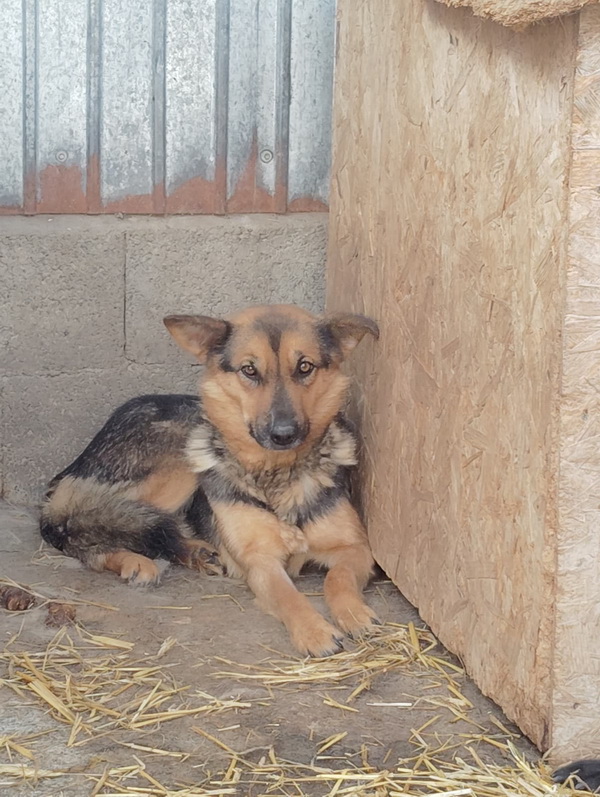 Salubritas: „Adoptă un suflet, schimbă o viață!” 8 04 resize