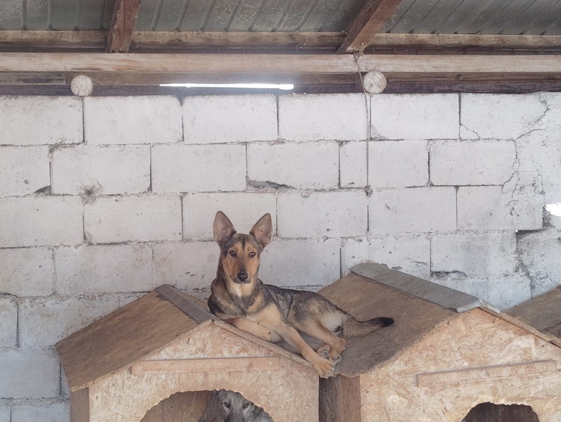 Salubritas: „Adoptă un suflet, schimbă o viață!” 7 05 resize