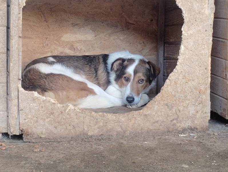 Salubritas: „Adoptă un suflet, schimbă o viață!” 6 06 resize