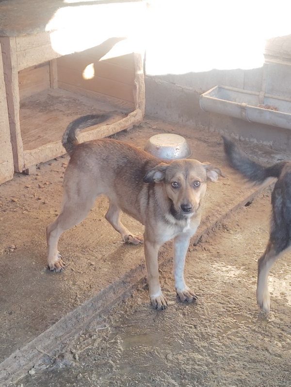 Salubritas: „Adoptă un suflet, schimbă o viață!” 5 07 resize