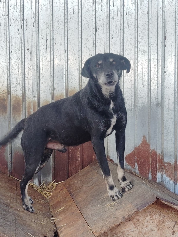 Salubritas: „Adoptă un suflet, schimbă o viață!” 4 08 resize