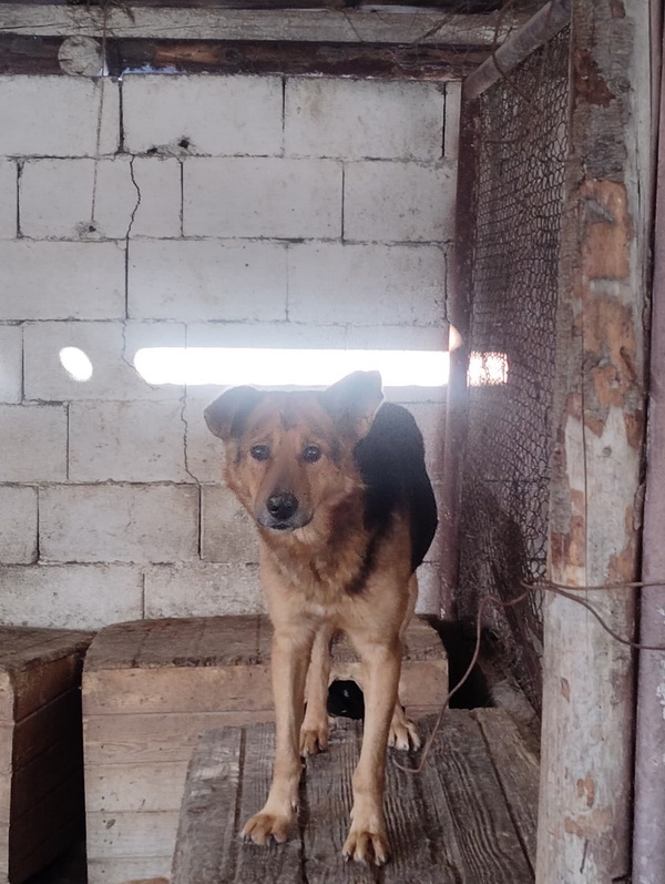 Salubritas: „Adoptă un suflet, schimbă o viață!” 3 09 resize