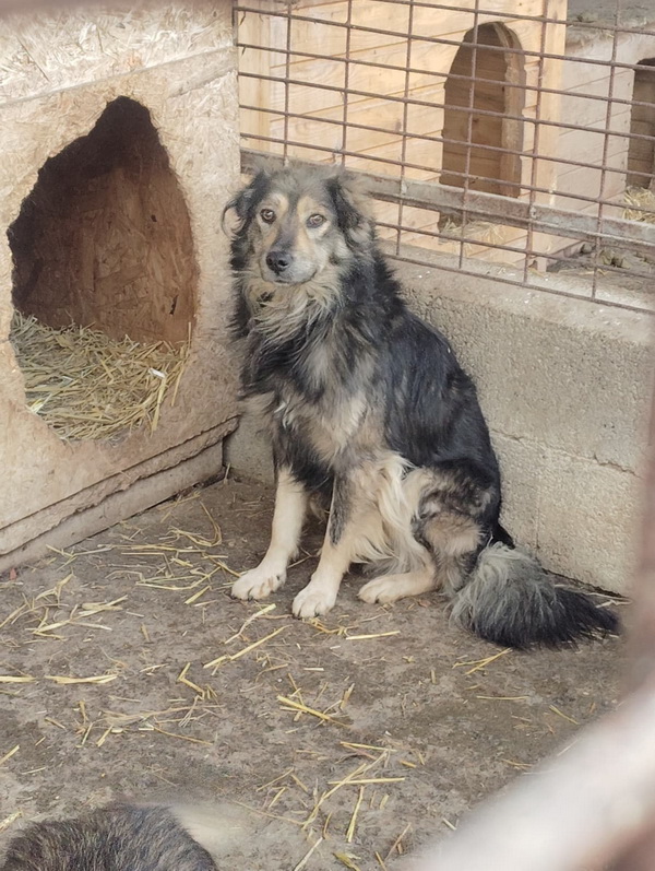 Salubritas: „Adoptă un suflet, schimbă o viață!” 2 10 resize