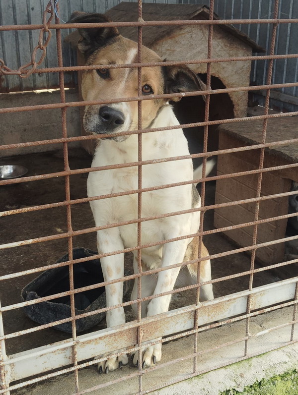 FOTO SALUBRITAS: „Adoptă un suflet, schimbă o viață!” 2 02 resize