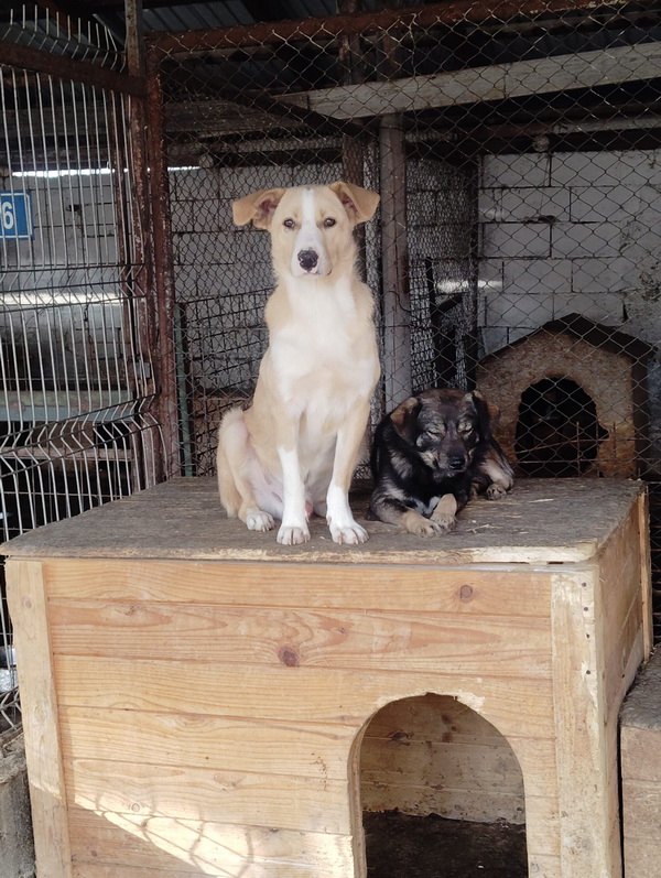 FOTO SALUBRITAS: „Adoptă un suflet, schimbă o viață!” 7 07 resize
