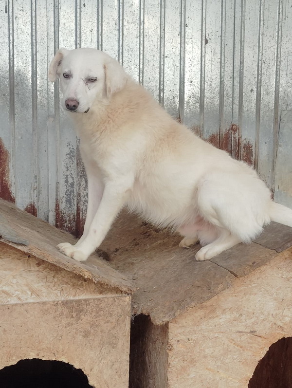 FOTO SALUBRITAS: „Adoptă un suflet, schimbă o viață!” 8 08 resize