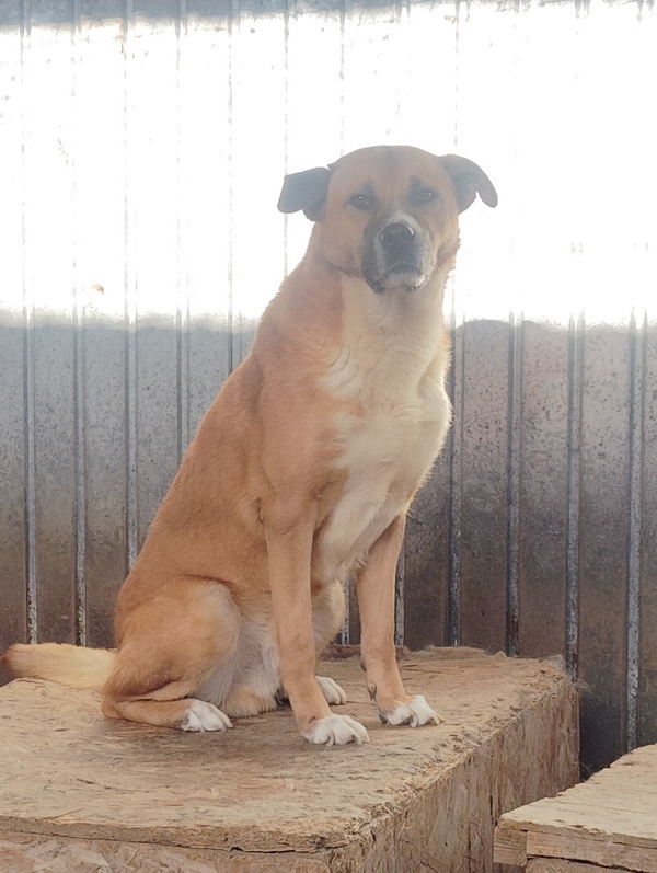 FOTO SALUBRITAS: „Adoptă un suflet, schimbă o viață!” 9 09 resize