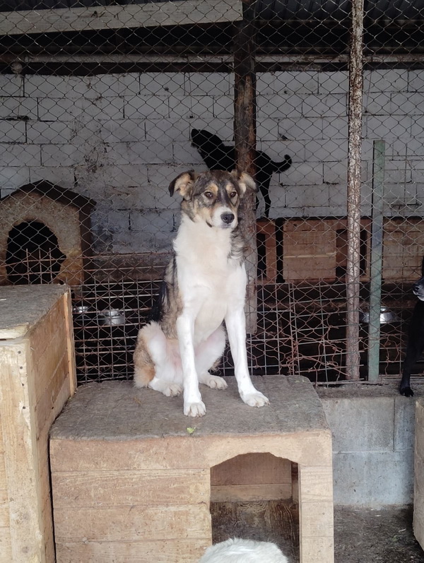 FOTO SALUBRITAS: „Adoptă un suflet, schimbă o viață!” 10 10 resize