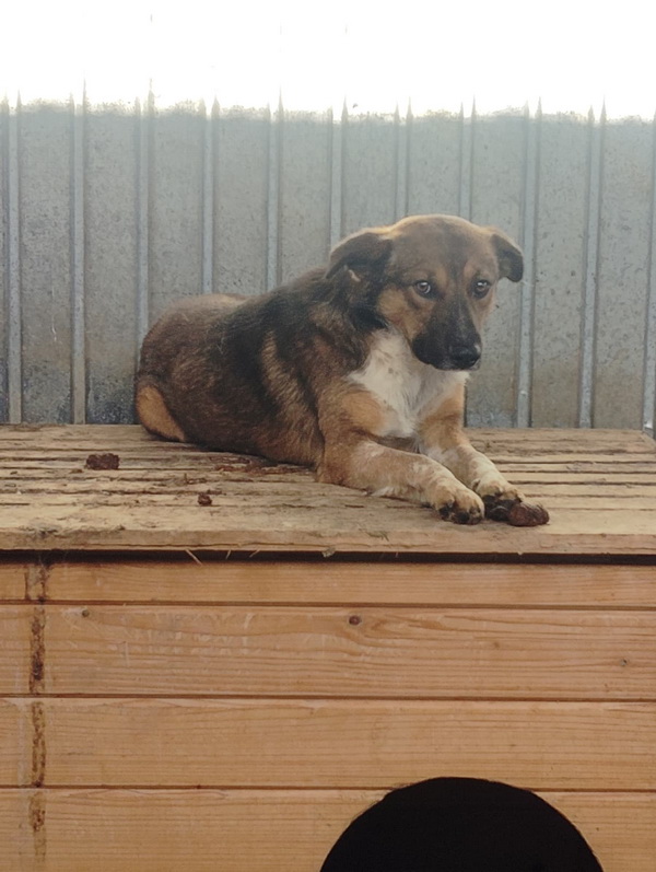 FOTO SALUBRITAS: „Adoptă un suflet, schimbă o viață!” 11 11 resize